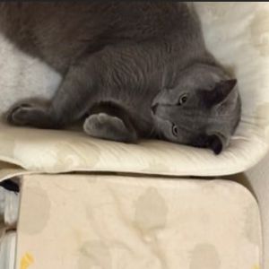 ソファでくつろぐ猫
