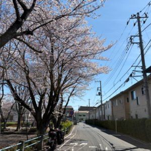 満開の桜並木