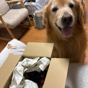 箱をのぞきこむ犬