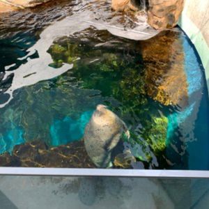 水槽を泳ぐアザラシ
