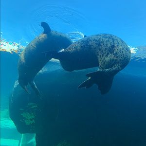 水中を泳ぐアザラシ 2 頭