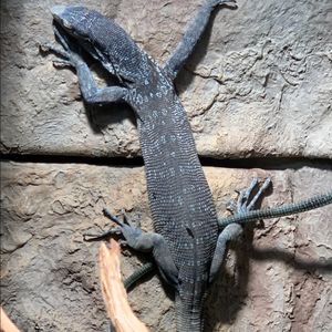 岩壁を登るトカゲ